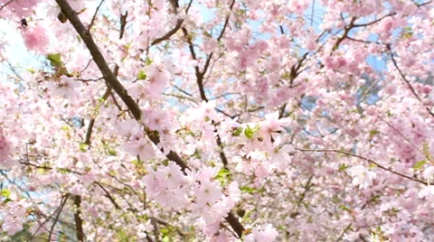 Flowering cherry Stock Footage 3422774