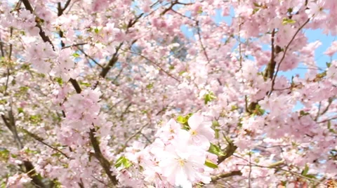 Flowering cherry Stock Footage 3423529