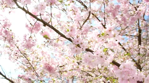 Flowering cherry Stock Footage 3424358