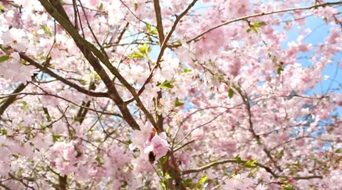Flowering cherry Stock Footage 3424634