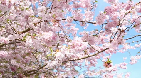 Flowering cherry Stock Footage 3425443