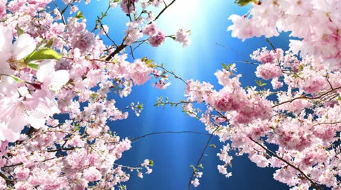 Flowering Cherry Stock Footage 22825903