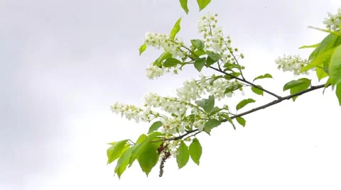 Flowering cherry Stock Footage 50874182
