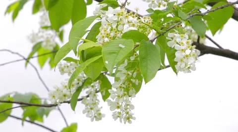 Flowering cherry 스톡 동영상 50874189