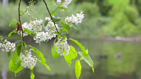 Flowering cherry Stock Footage 50874869