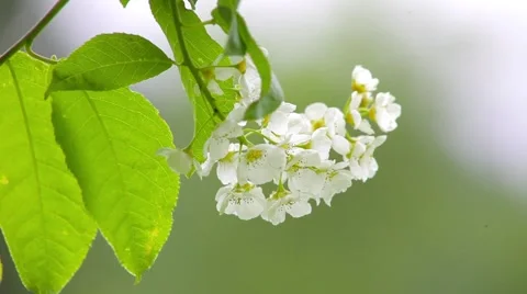 Flowering cherry Stock Footage 50874879
