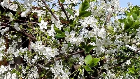 The Flowering cherry. Stock Footage 74469529