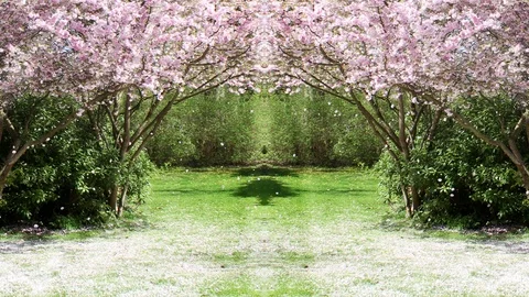 Flowering cherry garden background loop Video stock 88309630