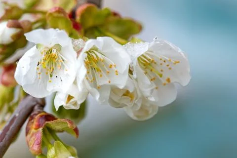 Flowering cherry isolated on blue .Spring background. Stock Photos
