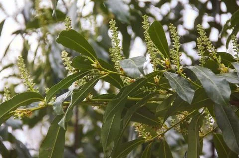 Flowering Cherry Laurel Shrub Fotos de archivo