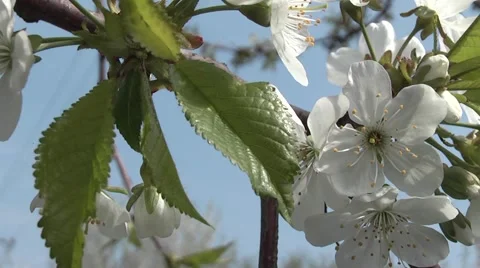 Flowering cherry orchard. Vídeo Stock 4886495