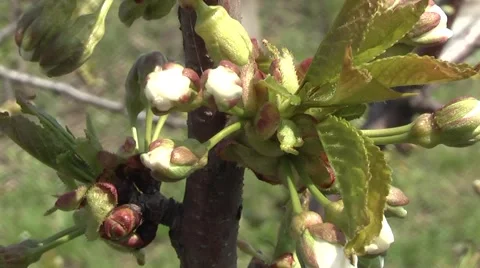 Flowering cherry orchard. Stock Footage 5091163