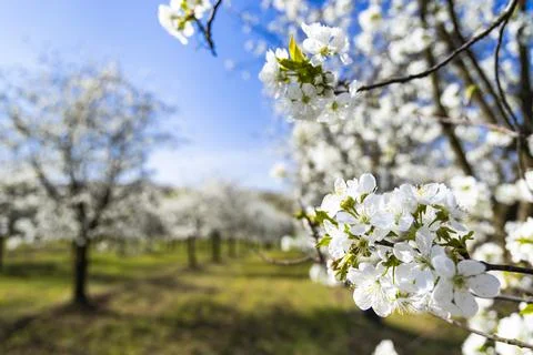 Flowering cherry orchard near Cejkovice, Southern Moravia, Czech Republic Foto stock