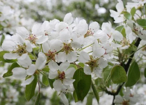 Flowering cherry orchard Stock Photos