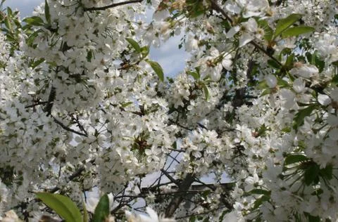 Flowering cherry orchard Stock Photos