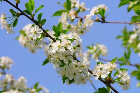 Flowering  cherry Stock Photos