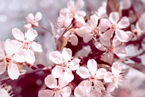 Flowering cherry Stock Photos