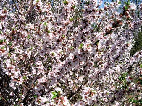 Flowering cherry Stock Photos