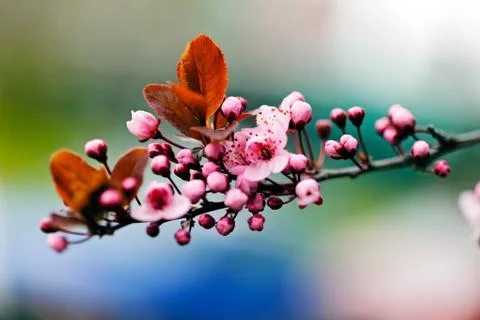 Flowering  cherry Stock Photos