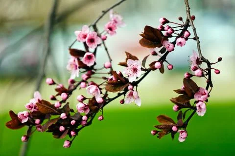 Flowering  cherry Stock Photos