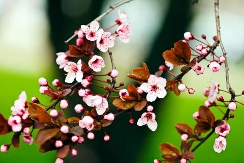 Flowering  cherry Stock Photos