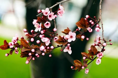 Flowering  cherry Stock Photos
