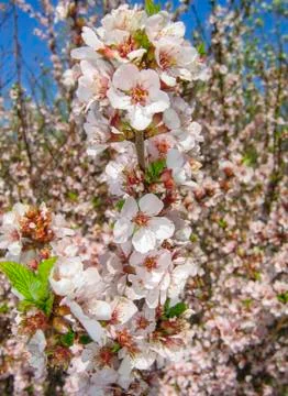 Flowering cherry Stock Photos