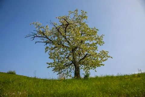 Flowering cherry Stock Photos