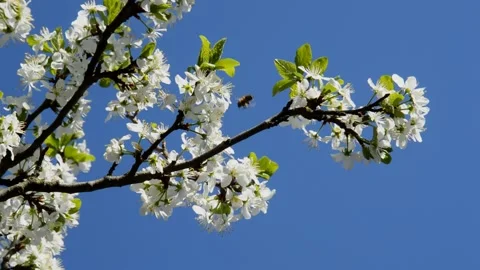 Flowering cherry-plum Stock Footage 252670697
