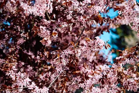A flowering cherry plum tree with pale purple flowers and burgundy leaves Stock Photos