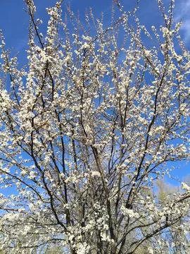 Flowering cherry plum tree with white flowers. Flowering Spring Tree Stock Photos