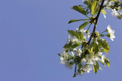 The flowering cherry. The sky. Spring background. Stock Photos