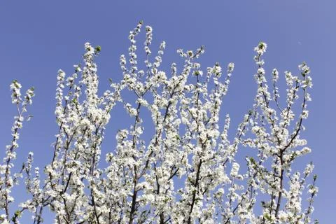 The flowering cherry. The sky. Spring background. Stock Photos