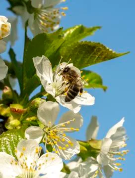 Flowering cherry, spring, bee pollinating a flower of cherry Stock Photos