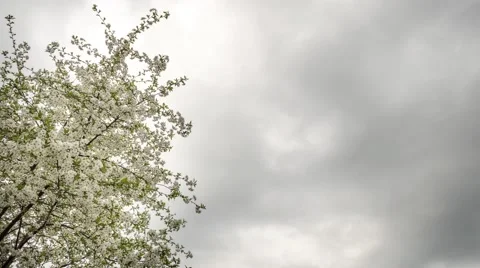 Flowering cherry in spring on a cloudy day Stock Footage 49125361