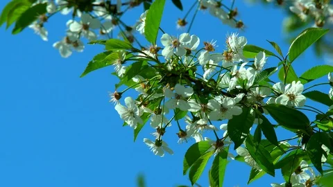 Flowering Cherry in the Spring Stock Footage 89911733