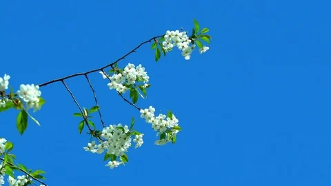 Flowering Cherry in the Spring Stock Footage 89912040