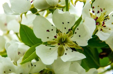 Flowering cherry at spring one flower closeup Foto stock