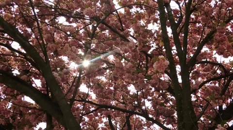 Flowering cherry in spring on a sunny day. Stock Footage 49762255