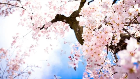 Flowering cherry in spring on a sunny day Stock Footage 86228829