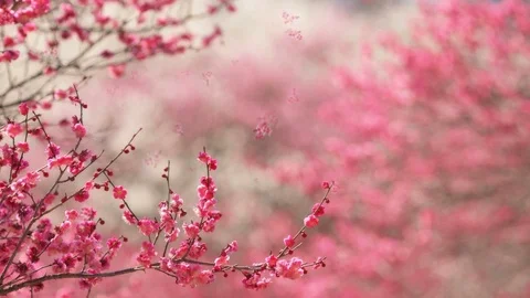 Flowering cherry in spring on a sunny day Stock-Footage 86228830