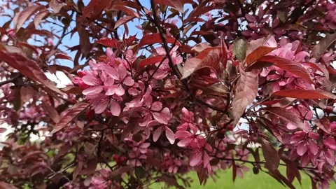 Flowering cherry in spring on a sunny day. Pink Sakura flowers blossoming Stock Footage 235939837