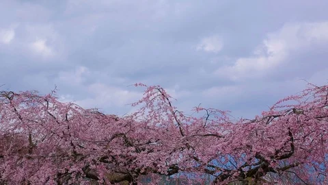 Flowering cherry. Time lapse. Stock Footage 88418593