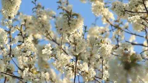 Flowering cherry tree and pollinating bees Video stock 106711213