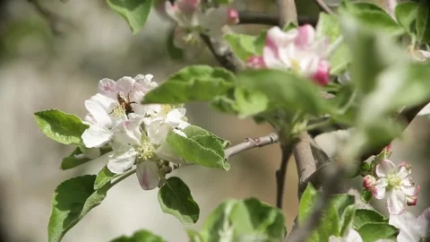 Flowering cherry tree with bees flying around Stock Footage 264139677