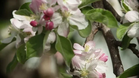Flowering cherry tree with bees flying around Stock Footage 308013269