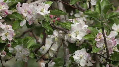 Flowering cherry tree with bees flying around Stock Footage 310533483