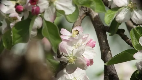 Flowering cherry tree with bees flying around Stock Footage 320382085