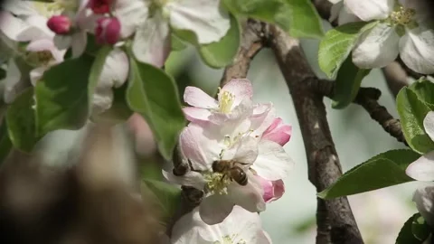 Flowering cherry tree with bees flying around Stock Footage 341331854