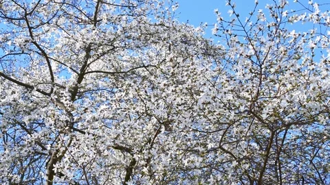 Flowering cherry tree blooming against clear blue sky in spring park Stock Footage 331523116